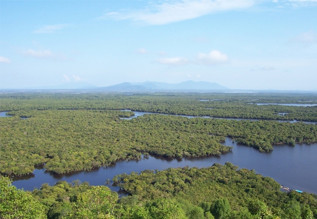 FSC-certified forest in Indonesia